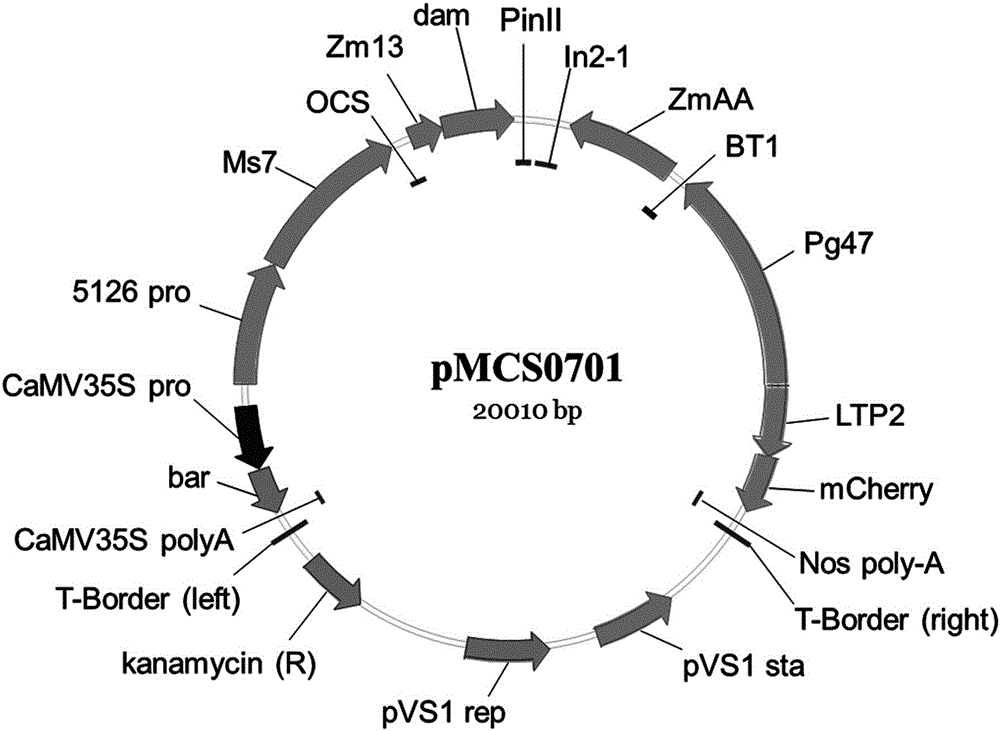 Multi-control sterility expression vector constructed on basis of Ms7 gene and method for using multi-control sterility expression vector for keeping and reproducing corn recessive genic male sterile lines