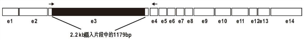 Corn waxy gene mutant as well as molecular marker and application thereof