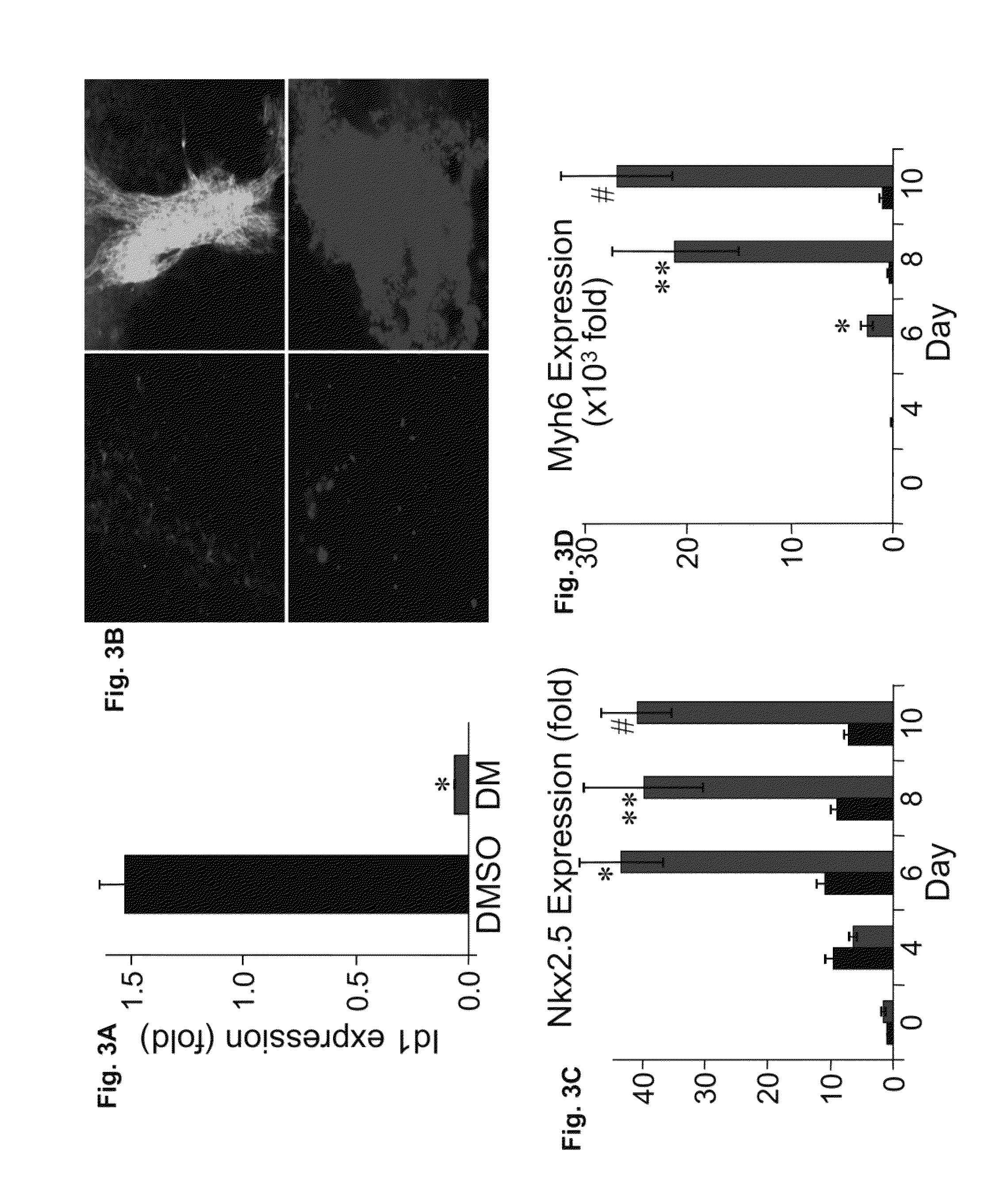 Compounds and methods useful for directing stem cell differentiation