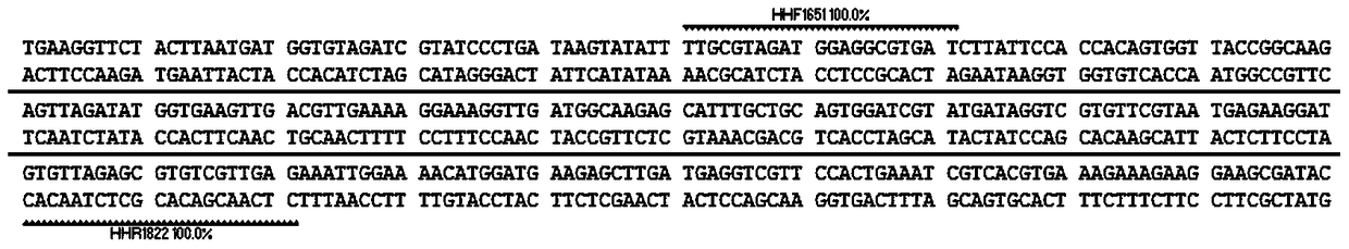 A standard gene sequence of safflower dna barcode