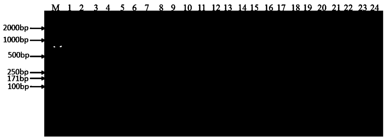 A standard gene sequence of safflower dna barcode