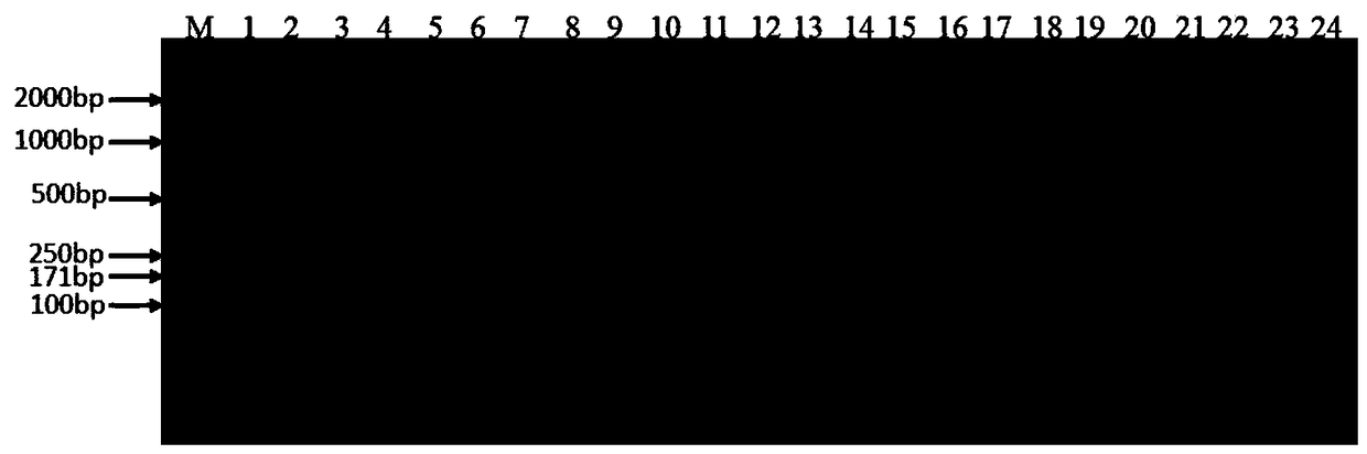 A standard gene sequence of safflower dna barcode