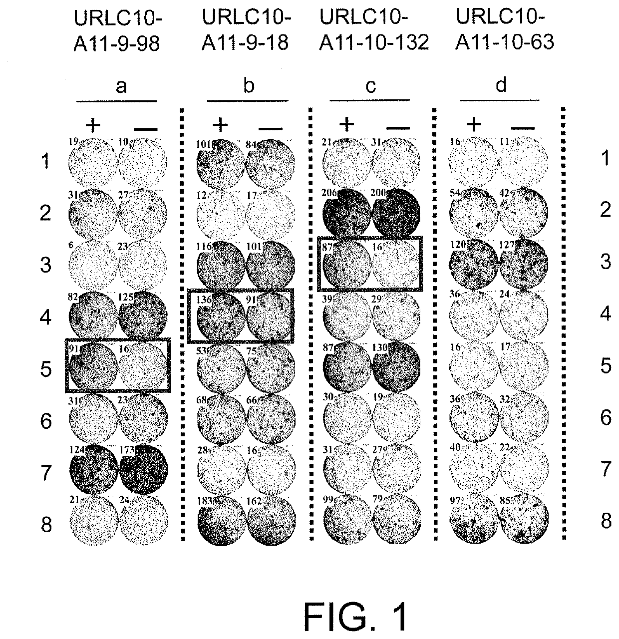 URLC10-derived peptide and vaccine containing same