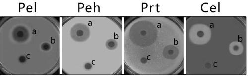 Erwinia carotovora, plant immune activation protein secreted by it and application thereof