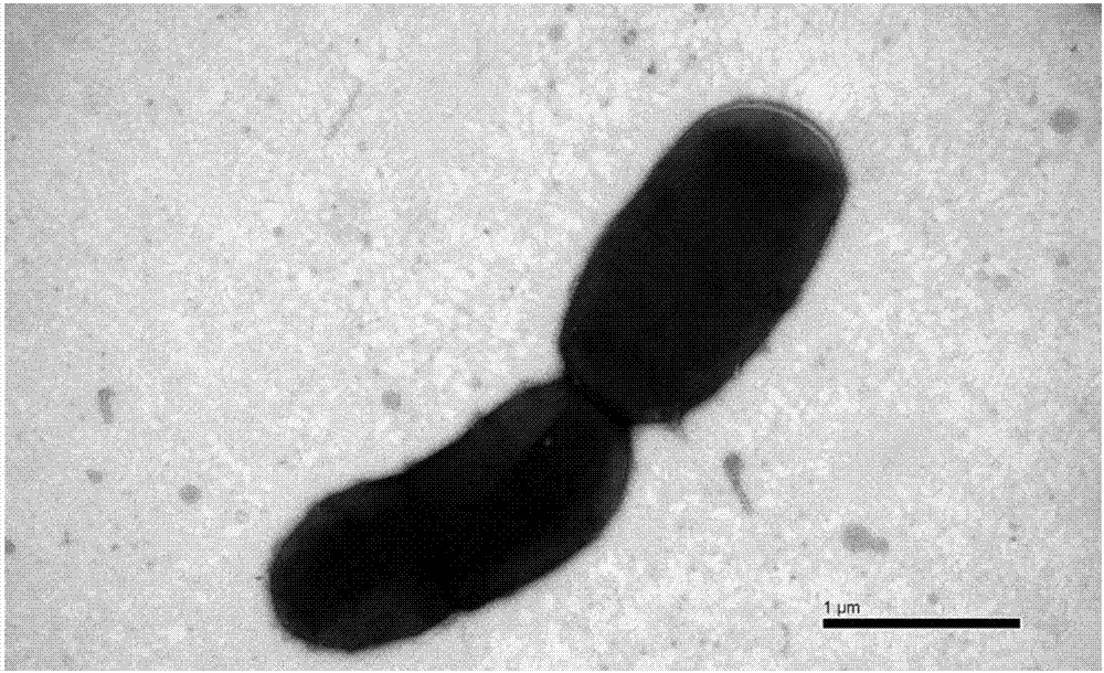 Rhodococcus ruber capable of degrading phthalates and application thereof