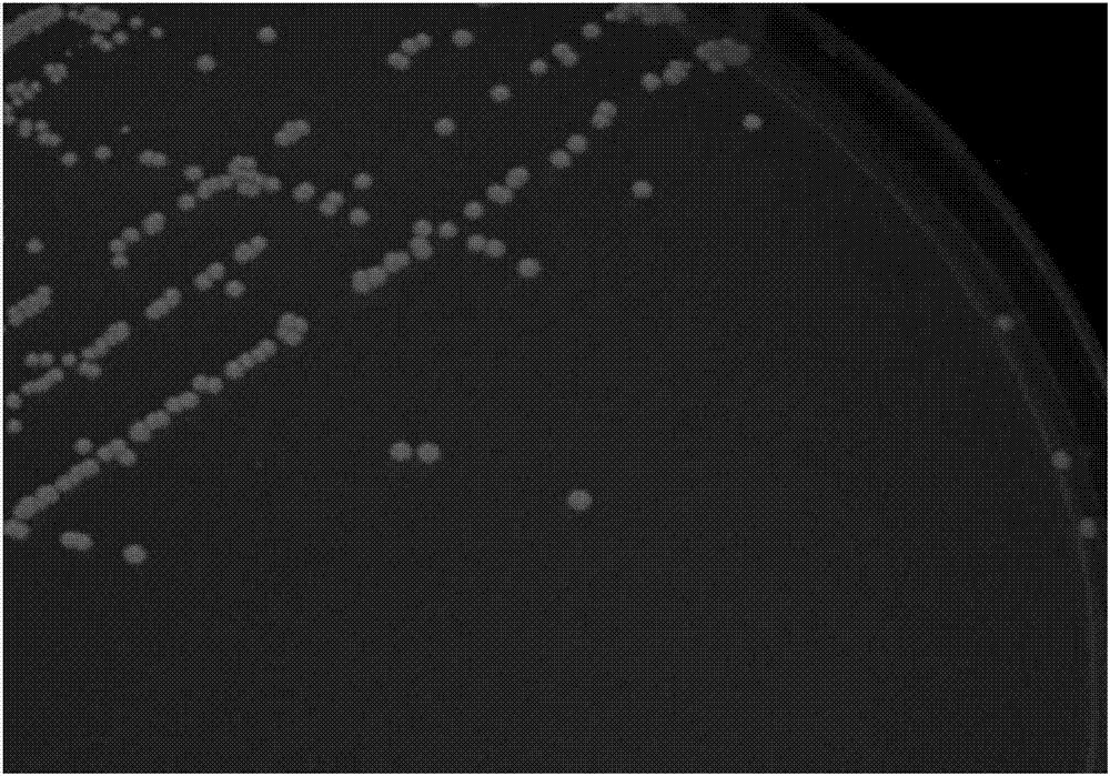 Rhodococcus ruber capable of degrading phthalates and application thereof