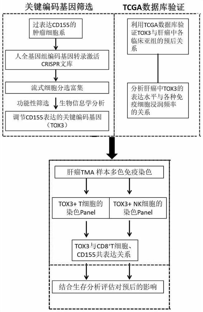 Application of overexpression of tox3 gene as a prognostic marker in liver cancer