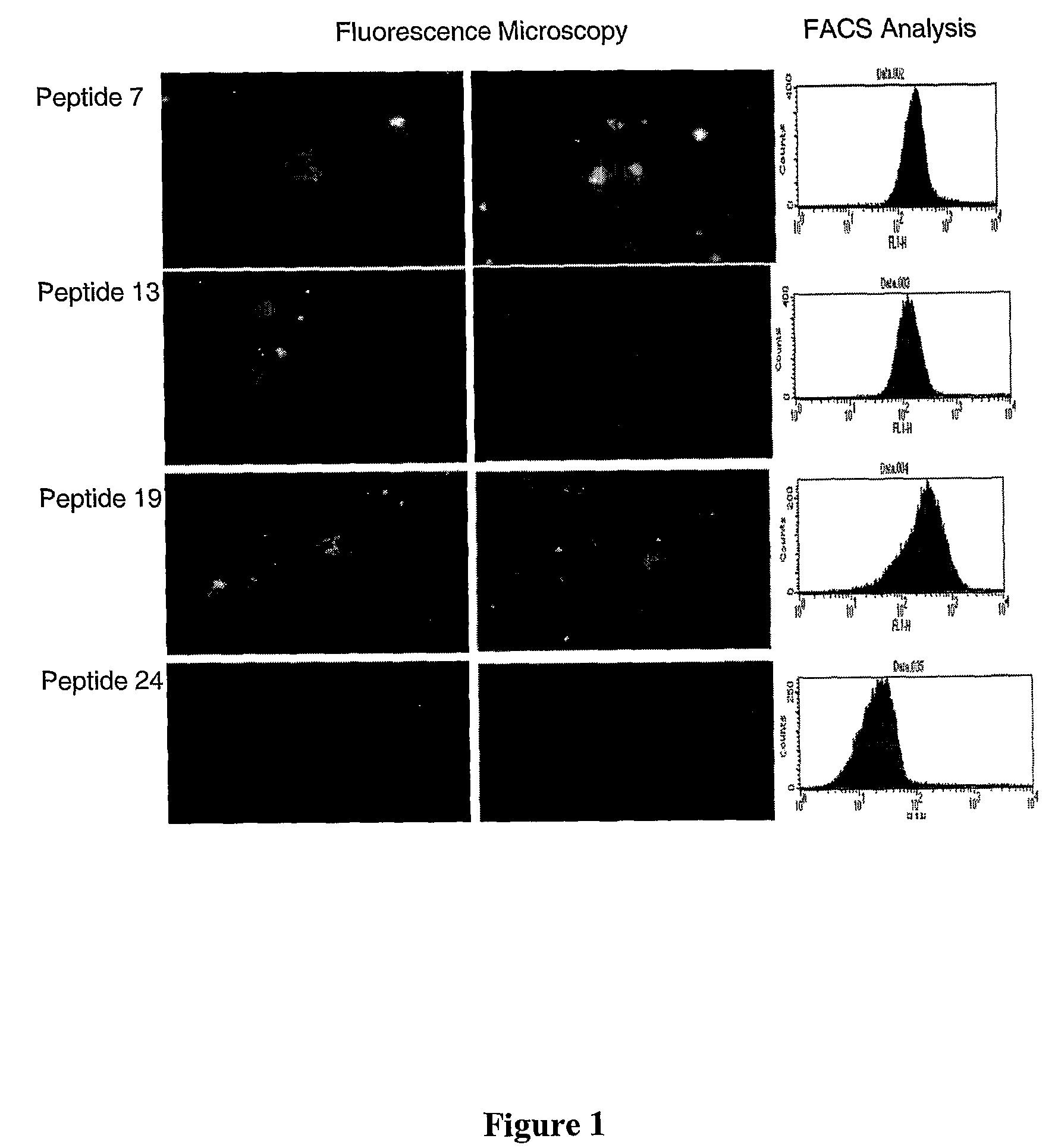 Membrane-translocating peptides