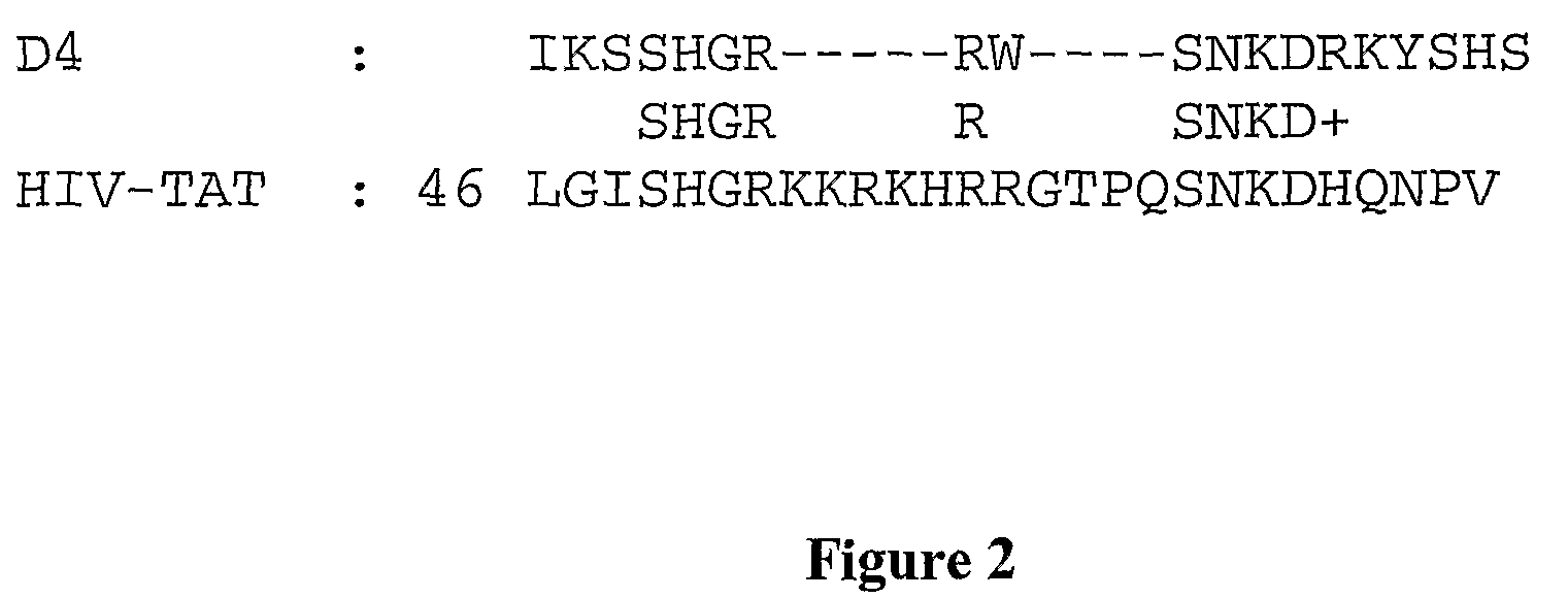 Membrane-translocating peptides