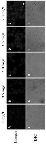 Compound for detecting leucine aminopeptidase, preparation method of compound and application of compound