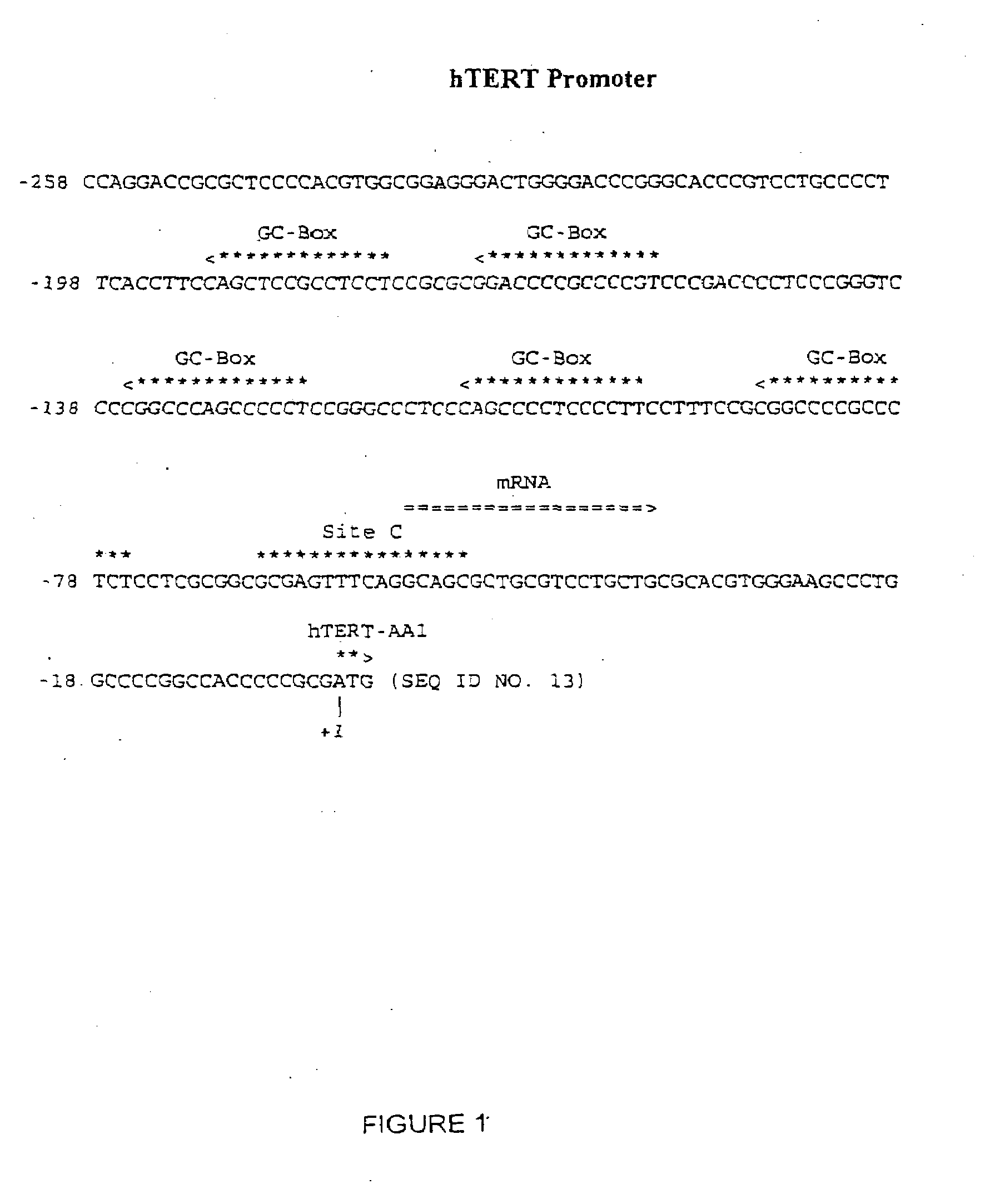 Methods and compositions for modulating telomerase reverse transcriptase (TERT) expression