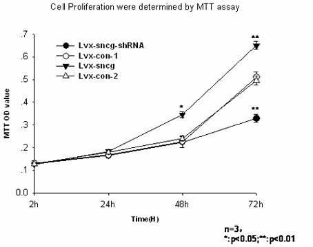 Application of synuclein gamma (SNCG) gene in diagnosis and hormone therapy of breast cancer