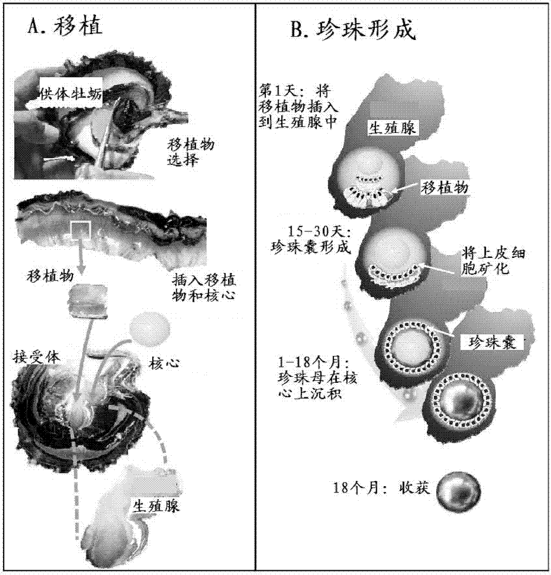 Nucleus covered with PHA