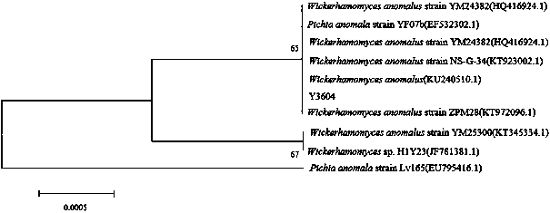 Yeast strain for highly yielding ethyl acetate, and culture method and application thereof