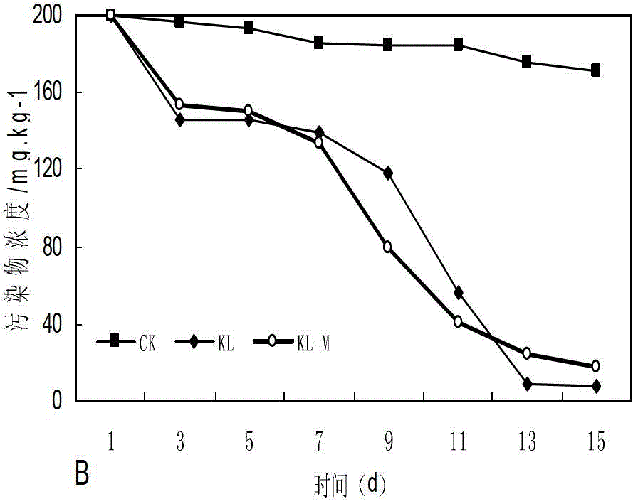 Heavy metal-resistant polycyclic aromatic hydrocarbon (PAHs) degrading bacteria and application thereof in remediation of composite contaminated soil