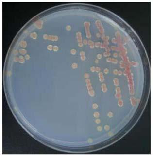 Bacterial wilt resistance biocontrol strain and an application thereof