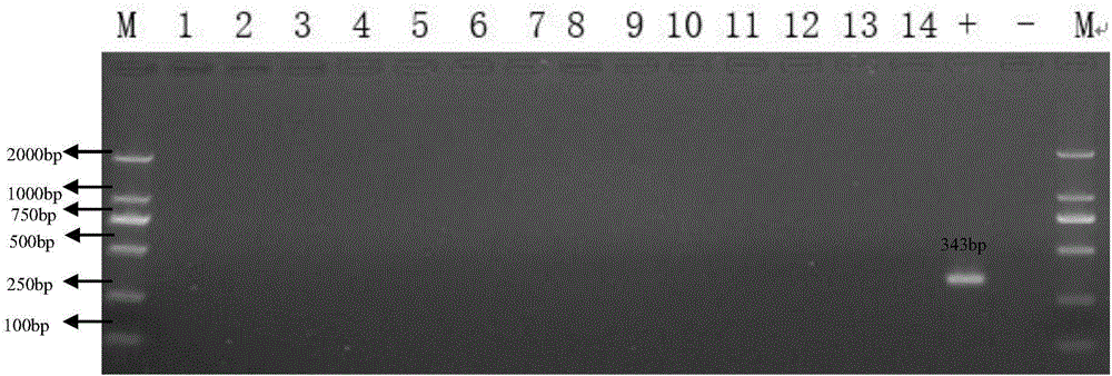 Primer for PCR (polymerase chain reaction) diagnosis of wild porcine parvovirus infection, kit with primer for PCR diagnosis of wild porcine parvovirus infection and application of primer and kit