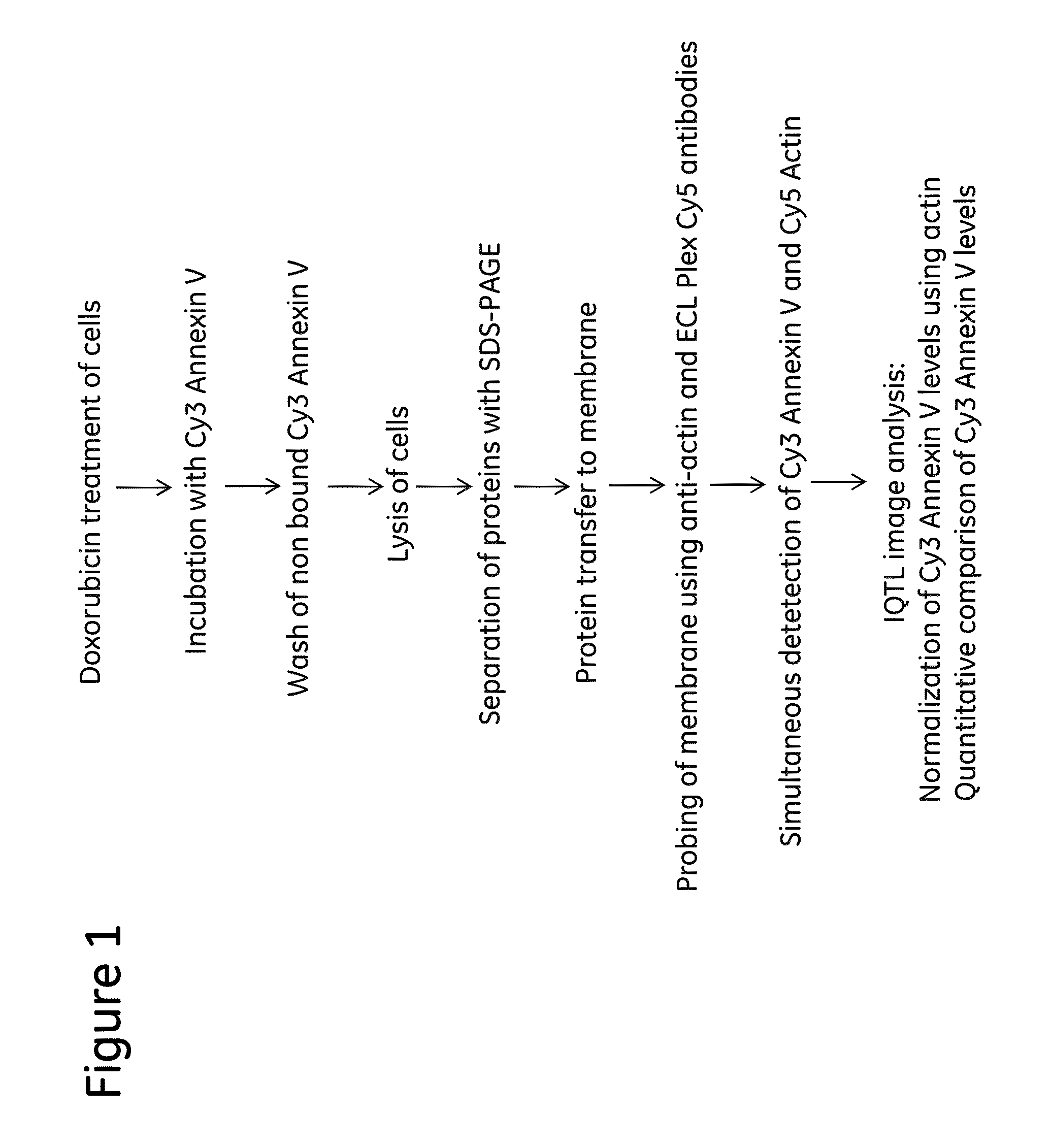 Cell binding assay