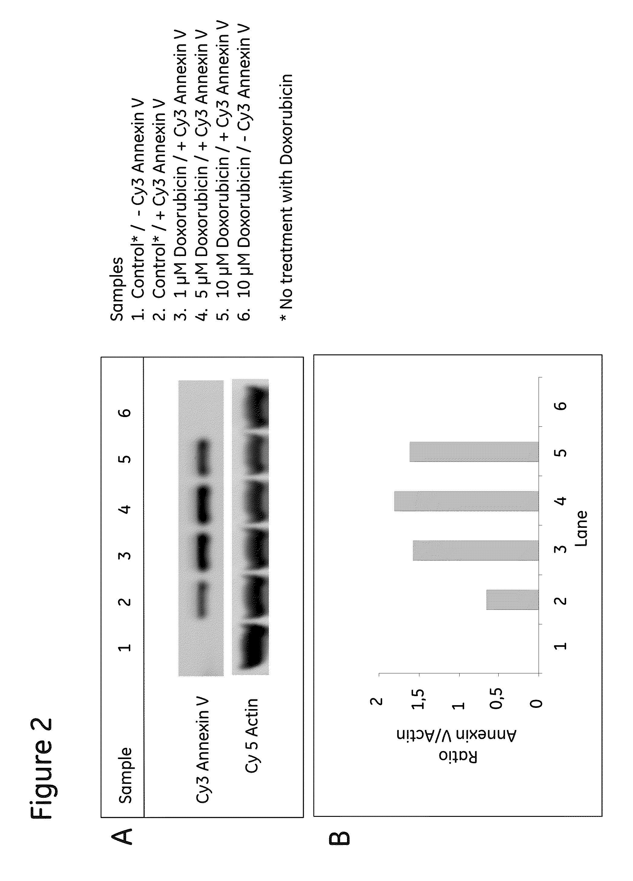 Cell binding assay