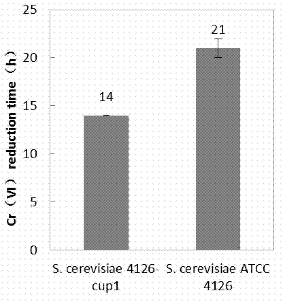 Metallothionein transgenic yeast construction and heavy metal adsorbing material preparation method by utilizing metallothionein transgenic yeast