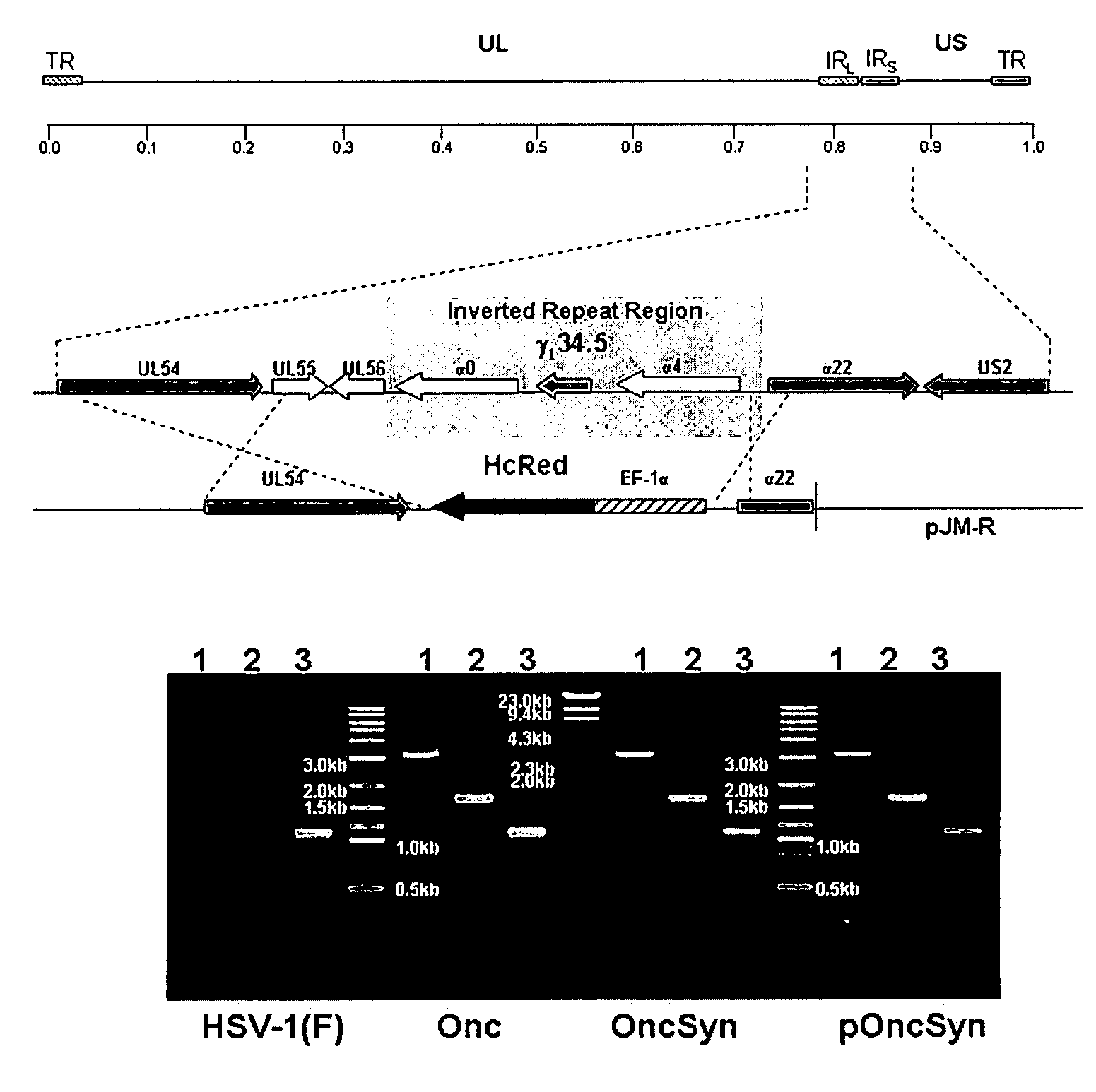 Synthetic Herpes Simplex Viruses Type-1 for Treatment of Cancers