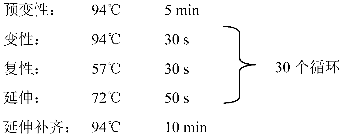 Marine fungi-derived azaphilones compound and preparation method and application thereof