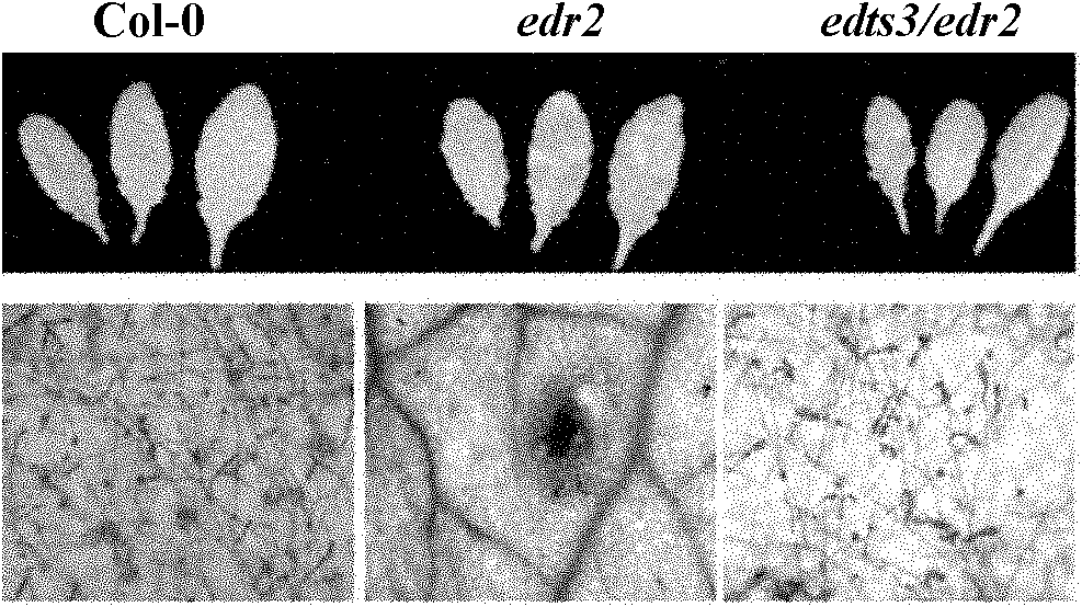 Cloning and application of arabidopsis oidium disease resistance suppressor gene EDTS3