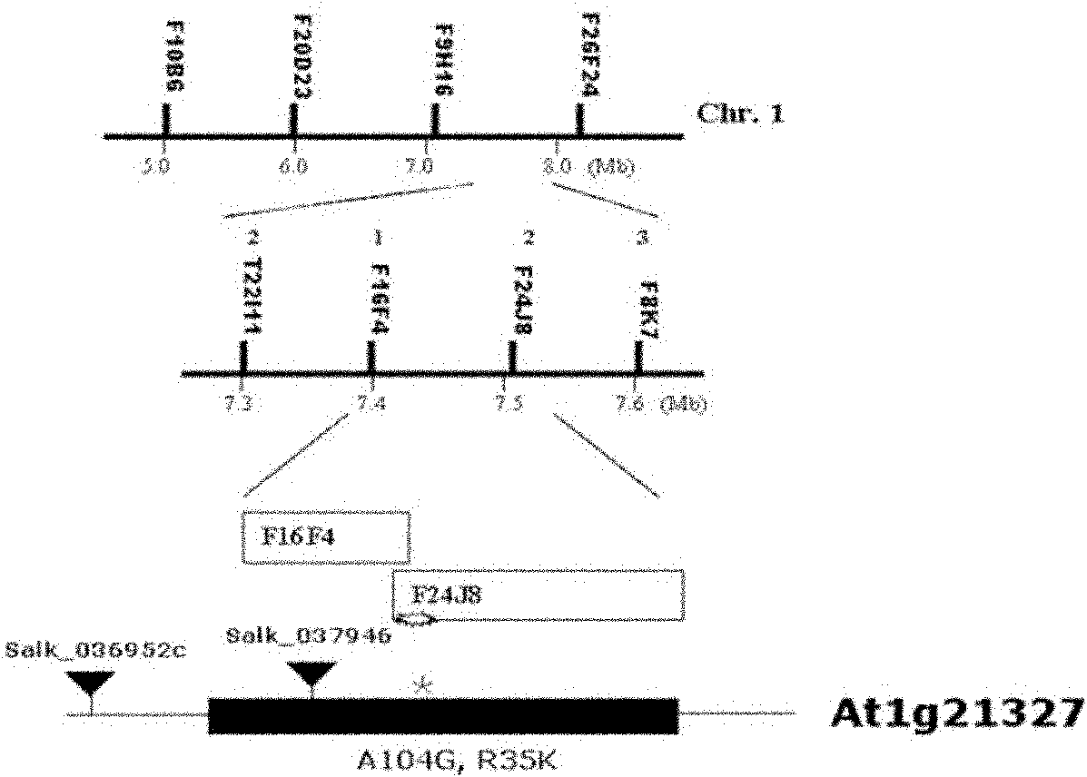 Cloning and application of arabidopsis oidium disease resistance suppressor gene EDTS3