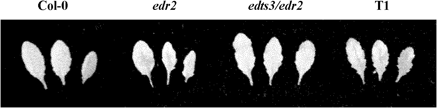 Cloning and application of arabidopsis oidium disease resistance suppressor gene EDTS3