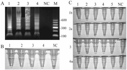 Hepatitis C virus genotyping method based on loop-mediated isothermal amplification