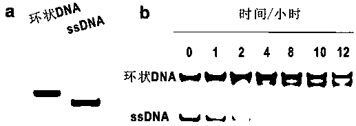 Application of circular DNA (Deoxyribonucleic Acid) in detecting and imaging sense RNA (Ribonucleic Acid) and gene therapy