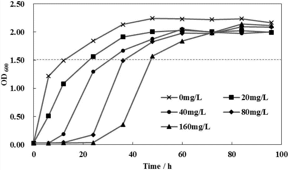 Insect stratiomyiid intestinal tract derived serratia marcescens BSFL06 and application thereof