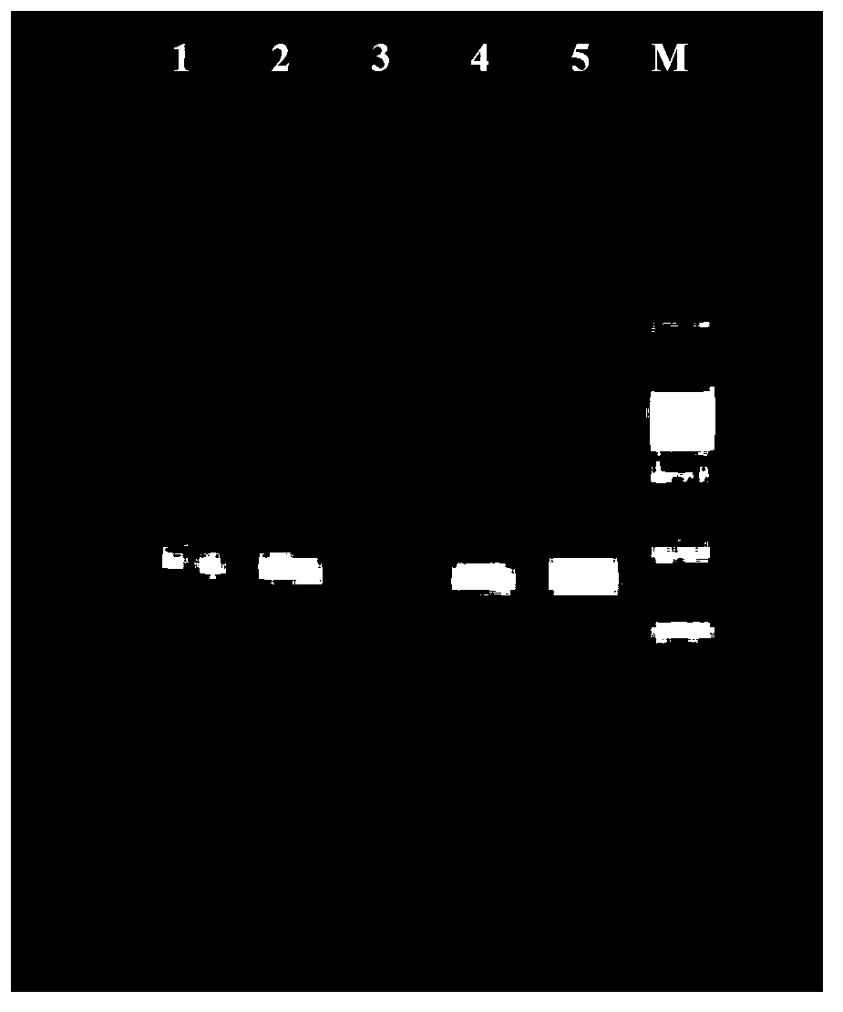 Method for quantitative determination of escherichia coli RNA, and specialized standard substance and application thereof