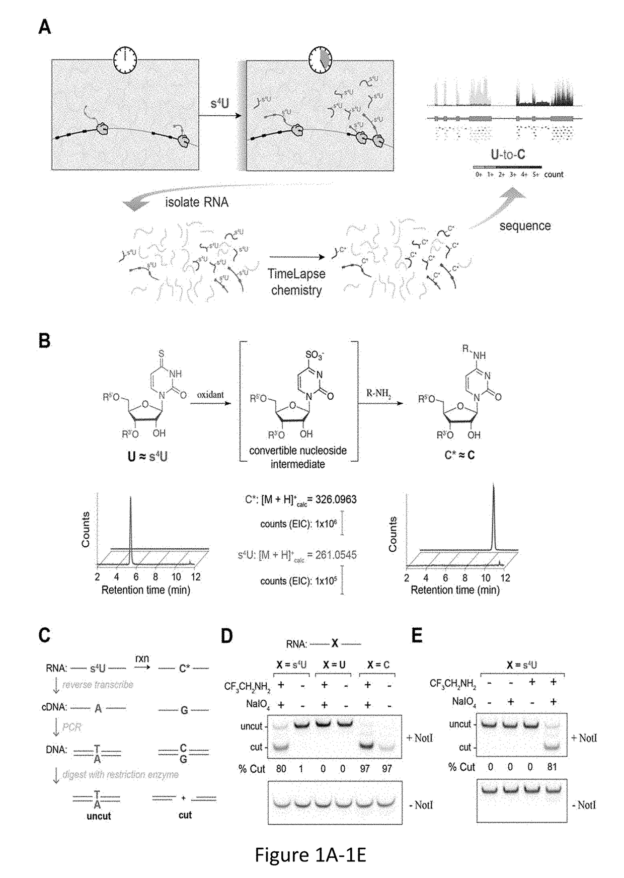 Time Lapse Sequencing: A convertible-nucleoside approach to enrichment-free analysis of RNA dynamics