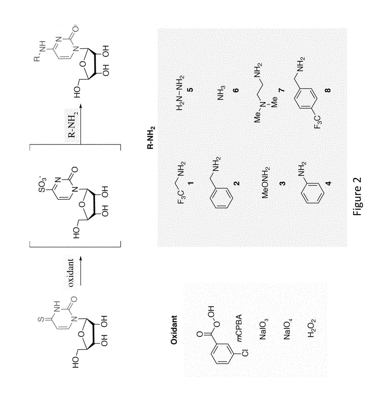 Time Lapse Sequencing: A convertible-nucleoside approach to enrichment-free analysis of RNA dynamics