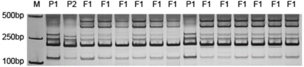 Method for rapidly identifying hot pepper species and golden pepper purity degree by using EST-SSR molecular markers