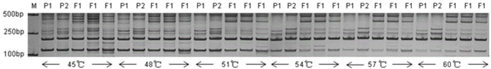 Method for rapidly identifying hot pepper species and golden pepper purity degree by using EST-SSR molecular markers