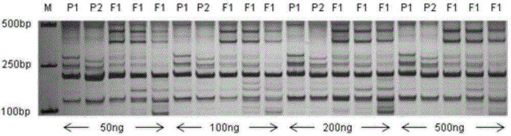 Method for rapidly identifying hot pepper species and golden pepper purity degree by using EST-SSR molecular markers