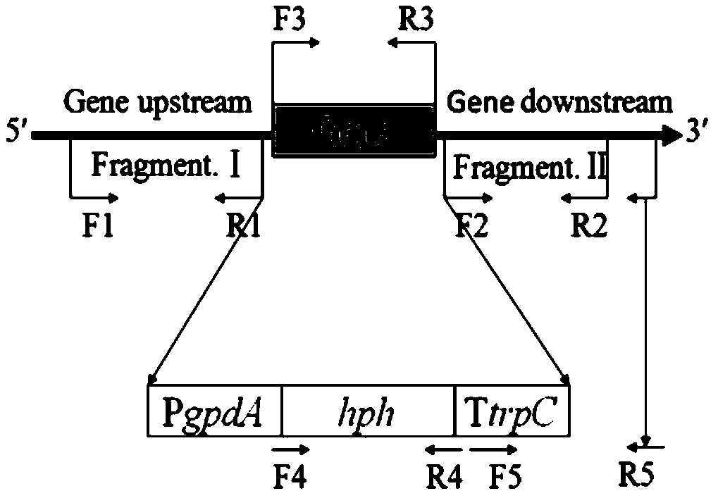 Construction method of high yield monascorubin strain