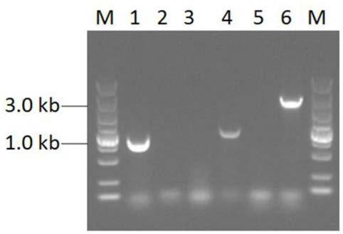 Construction method of high yield monascorubin strain