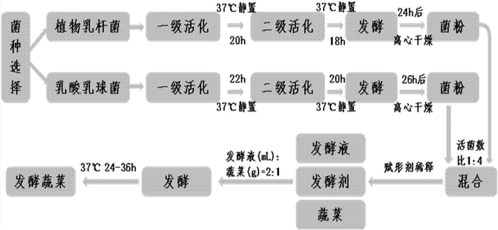 Vegetable fermenting agent and fermenting method