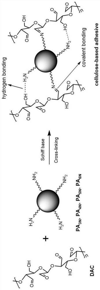 Preparation method of hyperbranched modified cellulose wood adhesive