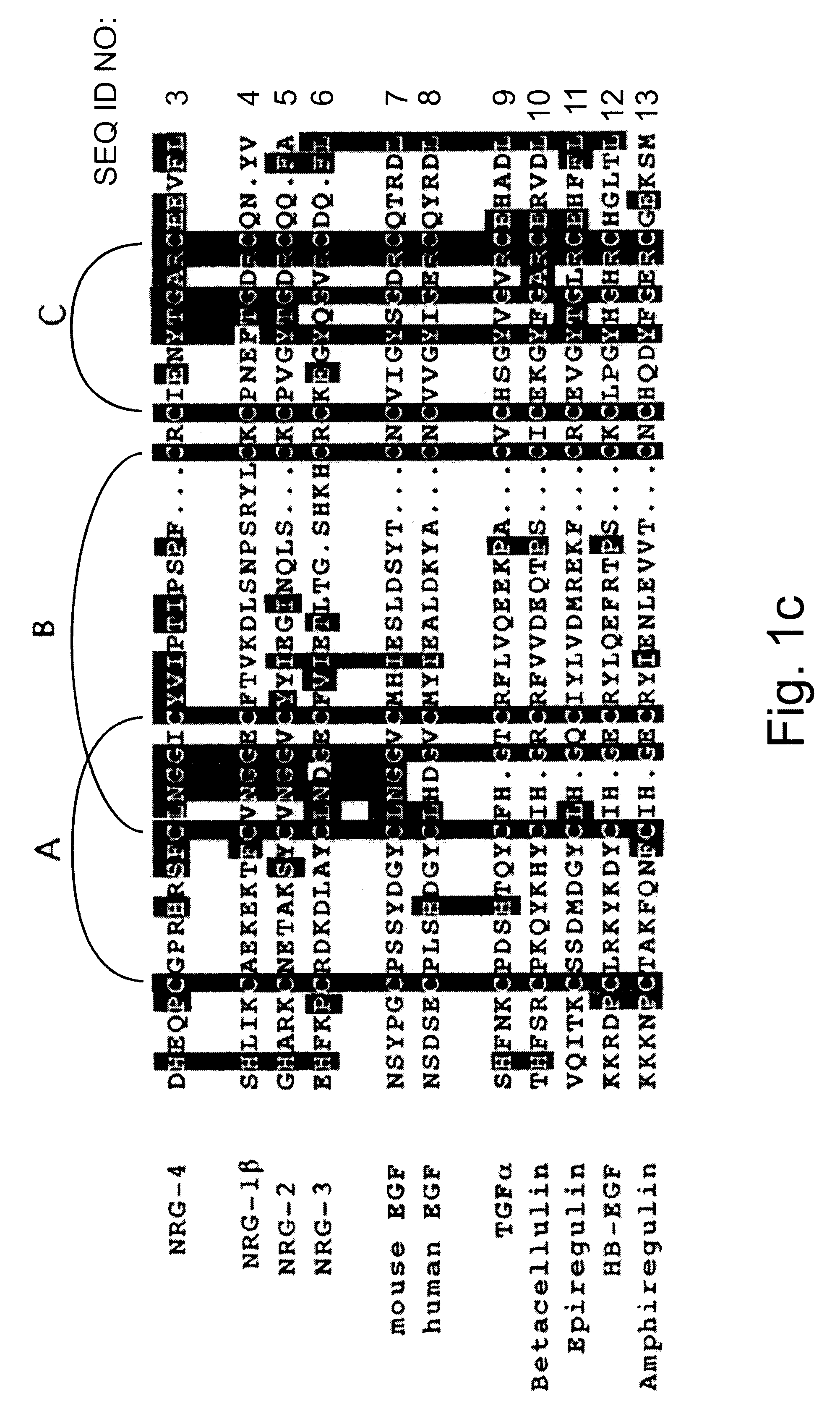 Polynucleotides encoding a novel growth factor which acts through ErbB-4 kinase receptor tyrosine