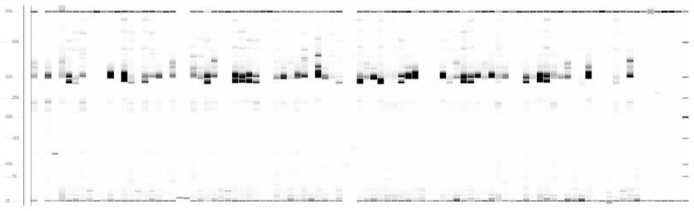 A kind of ssr primer set and application thereof for distinguishing litchi varieties