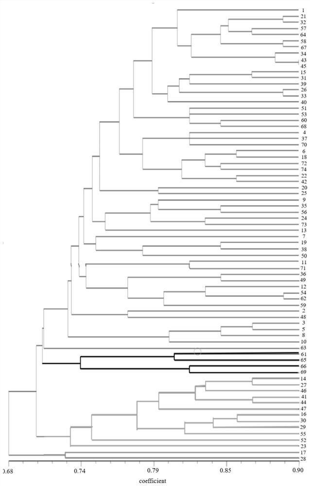 A kind of ssr primer set and application thereof for distinguishing litchi varieties