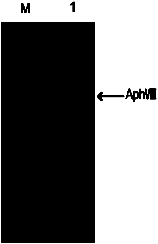 Application of Chlamydomonas reinhardtii Cre01.g046237.t1.1 gene in regulating cadmium tolerance of Chlamydomonas reinhardtii