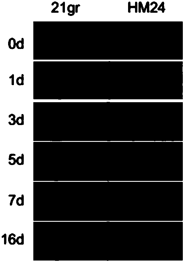 Application of Chlamydomonas reinhardtii Cre01.g046237.t1.1 gene in regulating cadmium tolerance of Chlamydomonas reinhardtii