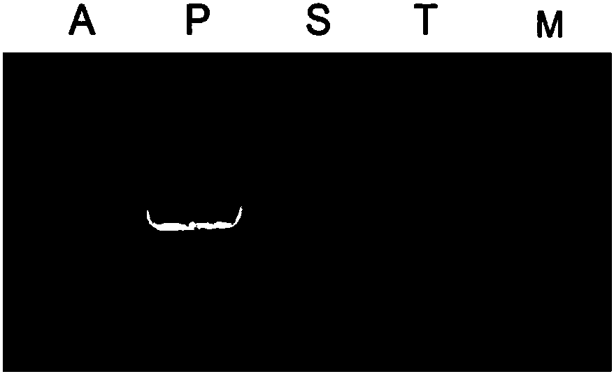 Application of Chlamydomonas reinhardtii Cre01.g046237.t1.1 gene in regulating cadmium tolerance of Chlamydomonas reinhardtii