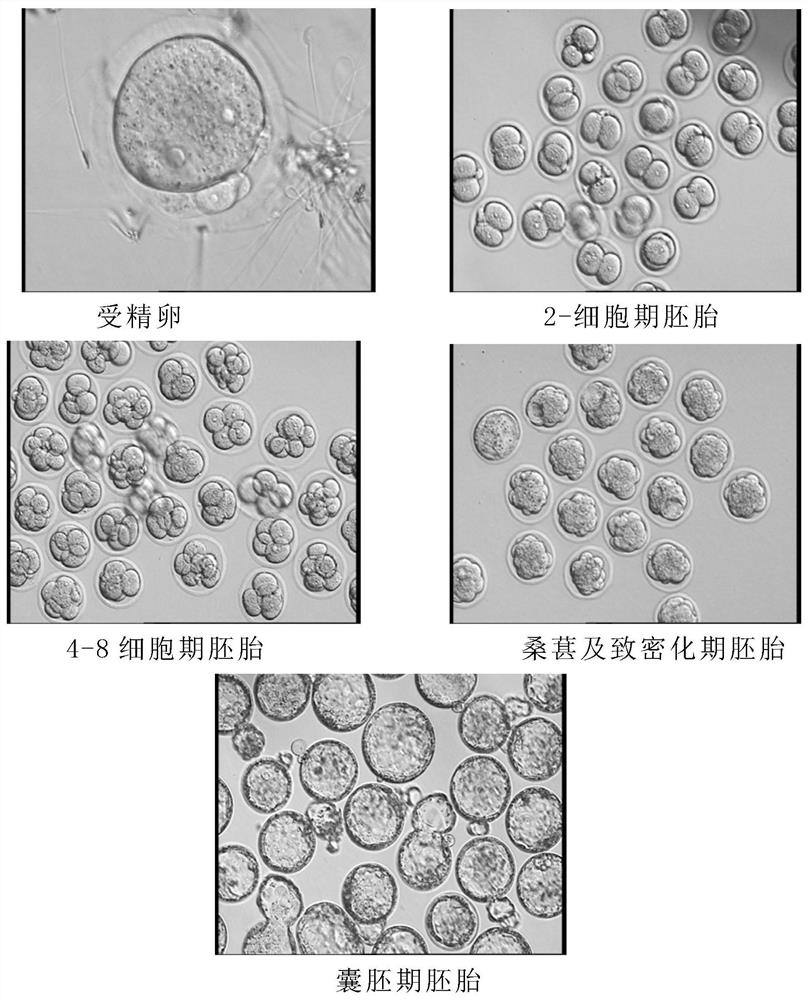 A kind of cultivation method of high blastocyst formation rate icr mice