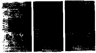 Sequences of variable regions of anti-GFAP (glial fibrillary acidic protein) monoclonal antibody and method for preparing same